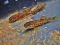 Three brown trout Salmo trutta European species of salmonid fish widely introduced into suitable environments globally 