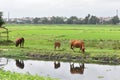 Three brown water cows grazing in a green rice field in Hoi An in Vietnam, Asia Royalty Free Stock Photo