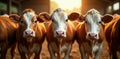 Three brown and white cows gaze directly at the camera in a barn at sunset. Generative AI Royalty Free Stock Photo