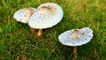 three brown-white giant mushrooms together in autumn