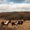 three brown and white horses in paddock field autumn