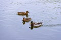 Three brown wild male female mallard duck swimming on the water on the background of the water surface Royalty Free Stock Photo