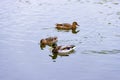 Three brown wild male female mallard duck swimming on the water on the background of the water surface Royalty Free Stock Photo