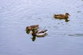 Three brown wild male female mallard duck swimming on the water on the background of the water surface Royalty Free Stock Photo