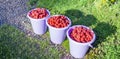 Three buckets full of large red raspberries on the garden path