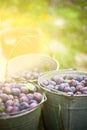 three buckets of plums in a garden