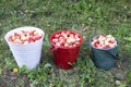 Three buckets of ranetki - small red fresh, juicy apples stand on the ground Royalty Free Stock Photo