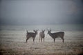 Three bucks in the fog Royalty Free Stock Photo