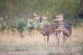 Three bucks looking for doe Royalty Free Stock Photo