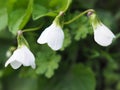 Three Bud flowers violet close up. Royalty Free Stock Photo