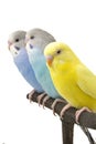 Three budgies are in the roost