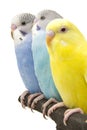 Three budgies are in the roost