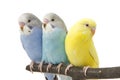 Three budgies are in the roost Royalty Free Stock Photo