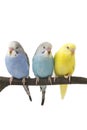 Three budgies are in the roost