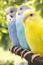 Three budgies are in the roost