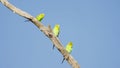 three budgies in a tree at kings canyon