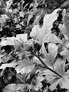 Three buds in a cluster on Rose of Sharon Jenningsville Pennsylvania Royalty Free Stock Photo