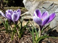 Three buds of large purple King of Striped Crocus on a sunny spring day with big stone background.