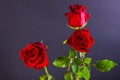 Three buds of red roses on a dark background Royalty Free Stock Photo