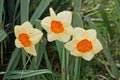 Three buds red yellow narcissus flowers among green leaves Royalty Free Stock Photo