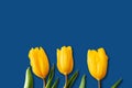Three buds of yellow tulips on a blue background Royalty Free Stock Photo