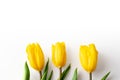 Three buds of yellow tulips on a white background Royalty Free Stock Photo