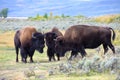 Three Buffalo at Yellowstone National Park Royalty Free Stock Photo