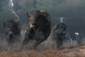 Buffalo in a Storm Royalty Free Stock Photo