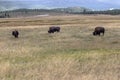 Three buffalos grazing Royalty Free Stock Photo