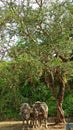 Three buffalos under a tree, a family of buffalo