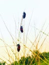 Three bugs are eating thei foods on the grass Royalty Free Stock Photo