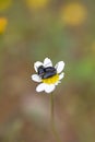 Three bugs on flower macro portrait fifty megapixels Royalty Free Stock Photo