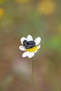 Three bugs on flower macro portrait fifty megapixels Royalty Free Stock Photo