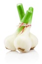 Three bulbs of fresh garlic isolated on white background