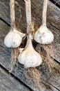 Three bulbs of garlic with roots on rustic wooden board from above.