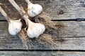 Three bulbs of garlic with roots on rustic wooden board from above.