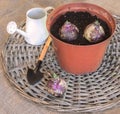Three bulbs of hyacinth on the background of watering can and sh