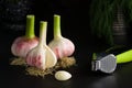 Three bulbs of young garlic and chrome green garlic press