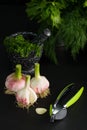 Three bulbs of young garlic and chrome green garlic press