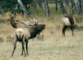 Three bull elk. Royalty Free Stock Photo