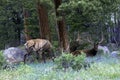 Elk, Cervus canadensis