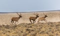Three Bull Elk In Northwest Colorado Royalty Free Stock Photo