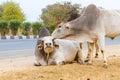 Three Bulls Royalty Free Stock Photo