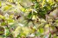 Three bumblebees in a bright spring garden. Royalty Free Stock Photo