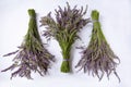 Three bundles of Phenomenal lavender with buds and flowers on a white background