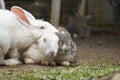 Three bunnies rabbits in the garden Royalty Free Stock Photo