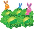 Three bunny rabbits in a cabbage patch