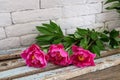 Three burgundy peonies