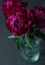 three burgundy peonies in a vase