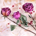 Three burgundy rose flowers on painted crumpled aged paper background close up, holiday invitation or greeting card design Royalty Free Stock Photo